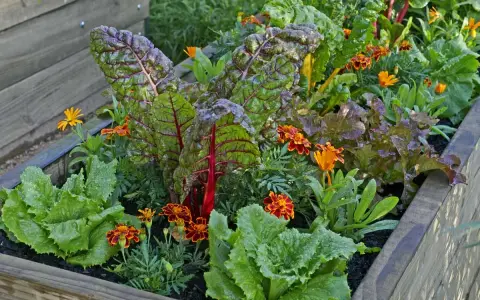A raised garden bed showcasing vibrant swiss chard with red stems, nestled amongst lettuce and bright orange marigolds, demonstrating excellent swiss chard companion plants.