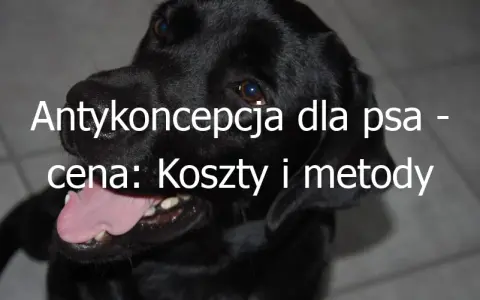 Ile kosztuje zastrzyk antykoncepcyjny dla psa? Sprawdź ceny i opcje