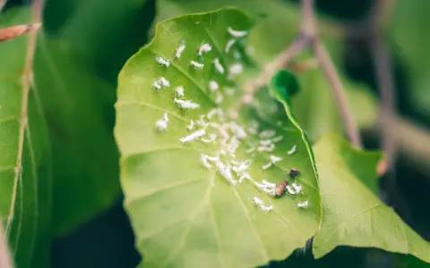 Buchenhecke krankheiten: Blattläuse befallen ein grünes Blatt, das von ihnen übersät ist.