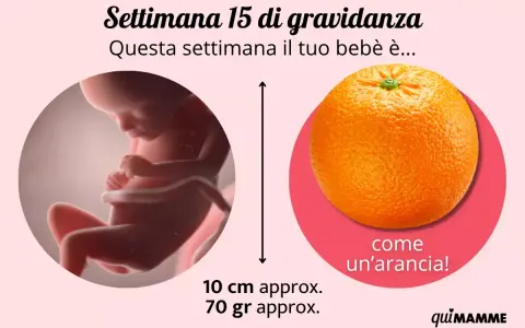 Il tuo bebè alla 15 settimana di gravidanza è grande come un'arancia, lungo circa 10 cm e pesa 70 grammi.