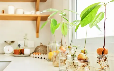 Semillas de aguacate en frascos con agua, mostrando raíces y brotes verdes. Un proyecto para plantar aguacate en casa.