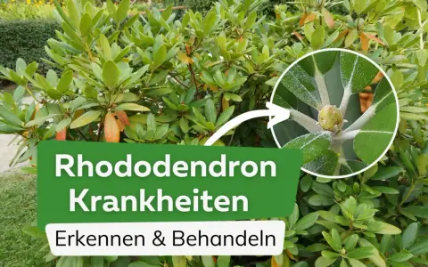 Rhododendron Krankheiten erkennen & behandeln. Nahaufnahme eines jungen Triebs mit Anzeichen von Pilzbefall.