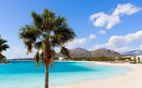 Traumhafter Blick auf den Can Picafort Strand mit Palmen, türkisblauem Wasser und Bergen im Hintergrund. Ein perfekter Urlaubstag.