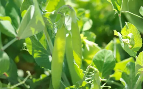 Gousses de petits pois vertes et tendres sur leur tige, idéales pour une fiche technique culture petit pois.