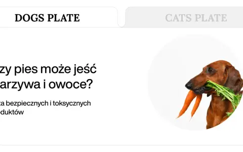 Jamnik z marchewką w pysku. Czy pies może jeść warzywa i owoce? Lista bezpiecznych produktów.