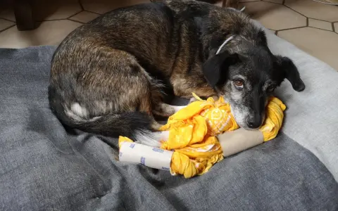 Chien se repose sur un coussin gris, blotti contre un jeu de stimulation pour chien fait maison : un rouleau de papier toilette rempli de tissu jaune.