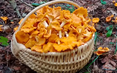Pełen koszyk złotych kurek, zebranych w lesie, gdzie rosną kurki. Wspaniały zbiór leśnych skarbów.