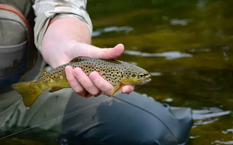 Wędkarz trzyma w dłoni pstrąga złowionego metodą wędkarstwo gruntowe feeder.