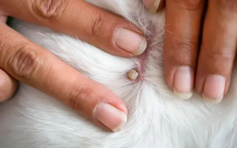 Doigts humains examinant une tique blanche attachée à la peau blanche d'un animal.