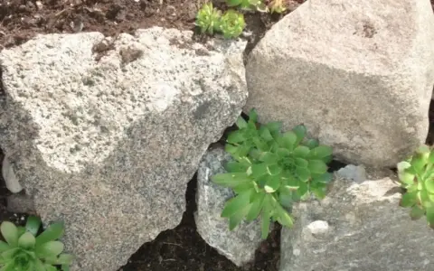Umocnienie skarpy kamieniami, między którymi rosną rozchodniki.