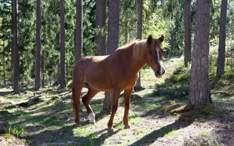 Brun häst i en svensk skog, en symbol för djurskyddet Sverige.