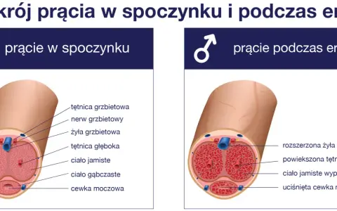 Przekrój prącia ukazuje jego budowę w spoczynku i podczas erekcji, z zaznaczonymi naczyniami krwionośnymi i cewką moczową.