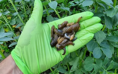 Ręka w zielonej rękawiczce trzyma garść ślimaków bez skorupy, które żerują na roślinach.
