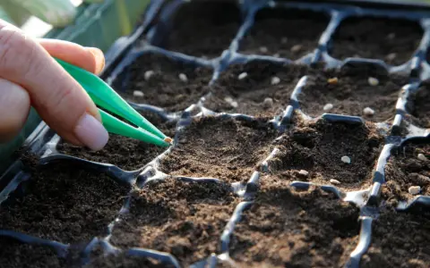 Semis de tomates avec la lune : une main utilise une pince pour placer délicatement une graine dans un terreau, préparant le cycle de vie des futures plantes.