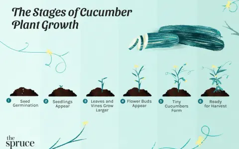 Illustration showing the cucumber plant stages: seed germination, seedlings, vine growth, flower buds, tiny cucumbers, and ready for harvest.