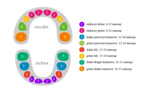 Ząbkowanie u niemowląt: Kiedy się zaczyna i jak ulżyć maluchowi?