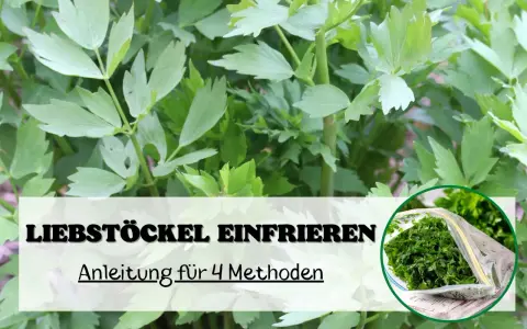 Liebstöckel einfrieren: Anleitung für 4 Methoden. Frische Kräuter im Gefrierbeutel für später.