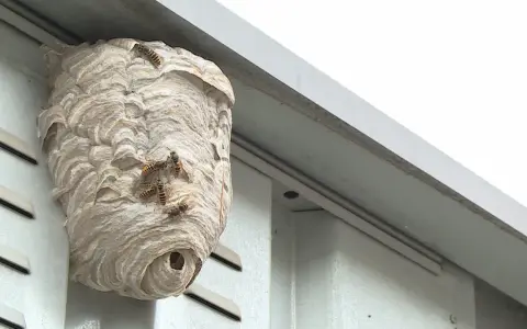 Ein Wespennest am Haus, Wespen vertreiben Nestbau ist hier ein Thema.