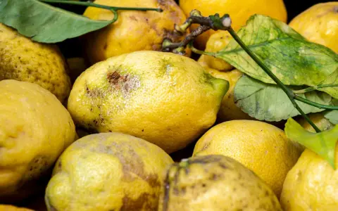 Limoni in vaso con macchie e segni di malattie, alcuni con foglie ingiallite.