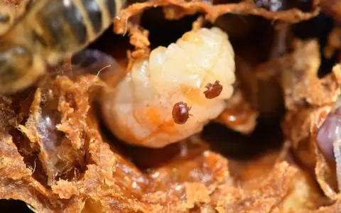 Varroa mites infest a bee larva. Seeing this infestation is a stark reminder of when is it too late to treat for varroa mites.