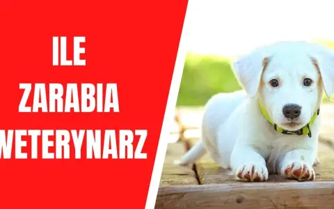 Ile zarabia weterynarz w USA? Zaskakujące różnice w wynagrodzeniach