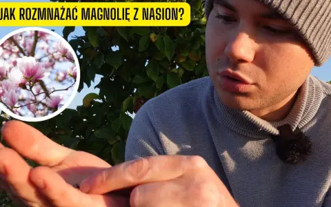 Jak sadzić nasiona magnolii - proste kroki i skuteczne techniki