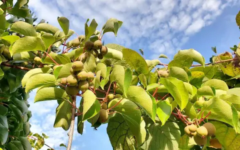 Grappes de petits fruits sur un arbre kiwi nom, sous un ciel bleu parsemé de nuages.
