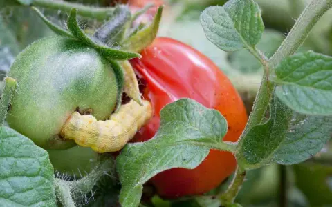 Oruga amarilla devorando un tomate verde. El tratamiento para la tuta del tomate es crucial para proteger la cosecha.