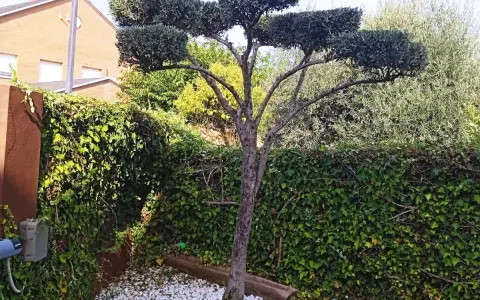 Olivo podado con forma de nube, ideal para aprender como podar un olivo. Rodeado de hiedra y grava blanca.