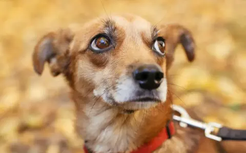 Un petit chien brun, au regard inquiet, porte un collier rouge. Il semble appréhender la rencontre avec d'autres chiens.