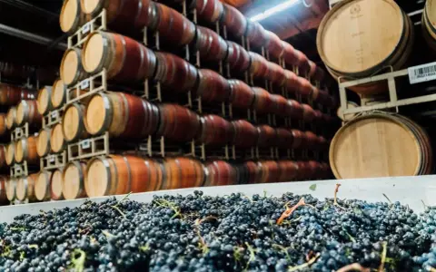Winne beczki i świeże winogrona. Czy to początek produkcji sherry?