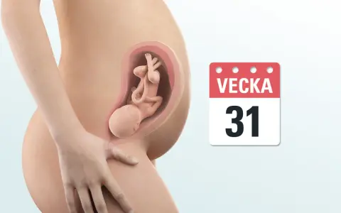 Gravid vecka 31. En illustration visar en gravid mage med ett foster inuti. Bredvid syns en kalender som visar "Vecka 31".