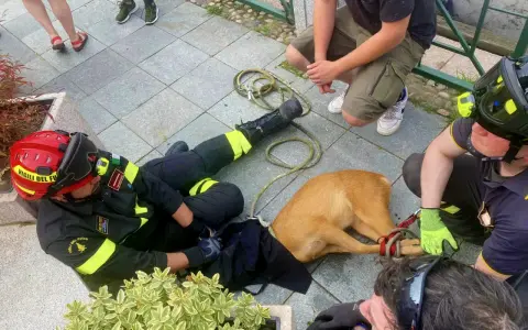 Vigili del Fuoco soccorrono un cane spaventato, forse un cardellino pullo, legato con una corda.