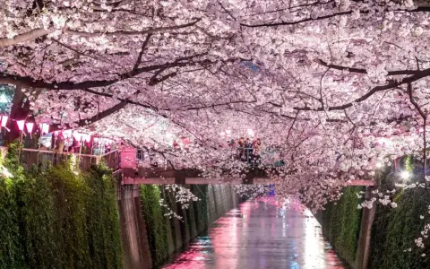 Magiczny widok kanału w Japonii, kiedy kwitną wiśnie. Różowe kwiaty tworzą tunel nad wodą, odbijając się w jej tafli.