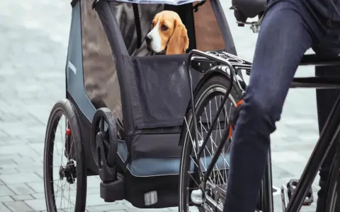 Beagle w przyczepce rowerowej. To świetny sposób, jak przewozić psa na rowerze, zapewniając mu komfort i bezpieczeństwo podczas wspólnych wycieczek.