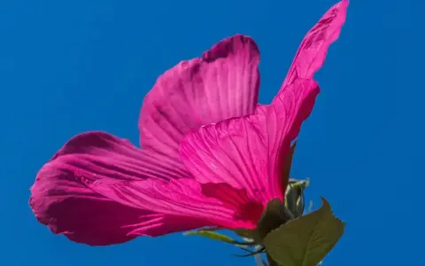 Piękny, różowy hibiskus na tle błękitnego nieba. Zastanawiasz się, co posadzić obok hibiskusa?