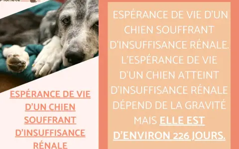 Un vieux chien repose, l'air fatigué. L'image aborde l'espérance de vie d'un chien souffrant d'insuffisance rénale, estimée à 226 jours.