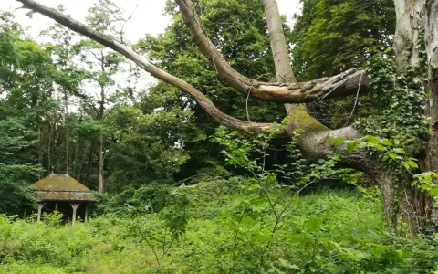 Verwilderter Pavillon in einem Wald, ein typischer lost place Malente. Alte Bäume mit Efeu und üppiges Grün.