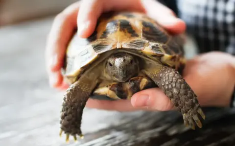 Mały żółw lądowy w dłoniach. Zastanawiasz się, gdzie można kupić żółwia lądowego?