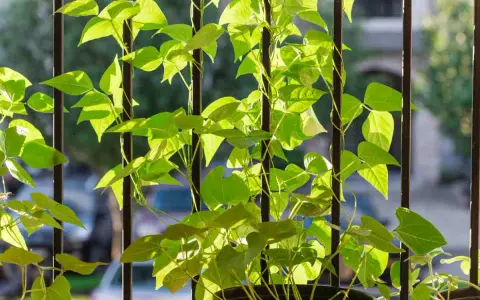 Des **haricots nains** grimpent sur des barreaux verticaux, leurs feuilles vertes lumineuses baignées de soleil.