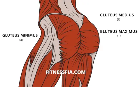 Illustration av muskler i rumpan: gluteus maximus, medius och minimus.