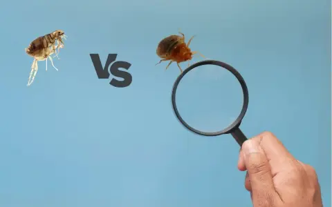 Una pulga y una chinche bajo lupa, comparando estos molestos insectos.