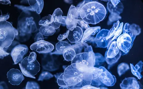 Un banco di meduse luminose fluttua nell'oscurità, creando uno spettacolo etereo.