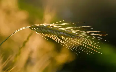 Kłos żyta jarego w złotym świetle. Idealny czas, kiedy siać żyto jare, by cieszyć się obfitymi plonami.