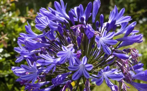 Gros plan sur une agapanthe en pot, ses fleurs bleues éclatantes attirant un bourdon.