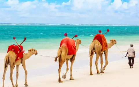 Kenia: Safari, plaże, eTA. Odkryj sekrety niezapomnianej podróży.