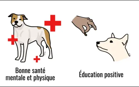 Prévenir le risque de morsure : bonne santé, éducation positive et relation de confiance. Un chien qui mord sans prévenir peut être évité.