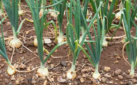 Planter les oignons - Réussir sa récolte à coup sûr !