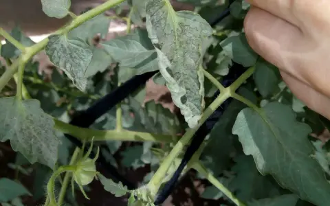 Hojas de tomate con manchas negras, indicando posible enfermedad. Una mano revisa la planta.