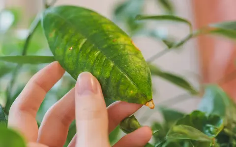 Main d'une personne examinant une feuille de citronnier, dont le vert est parsemé de taches jaunes, signe d'un besoin de soins.